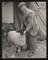 Daily Herald Photograph: A Ram at Royal Agricultural Show