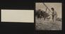 Daily Herald Photograph; Poodle at Agricultural Show