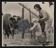 Daily Herald Photograph; Poodle at Agricultural Show