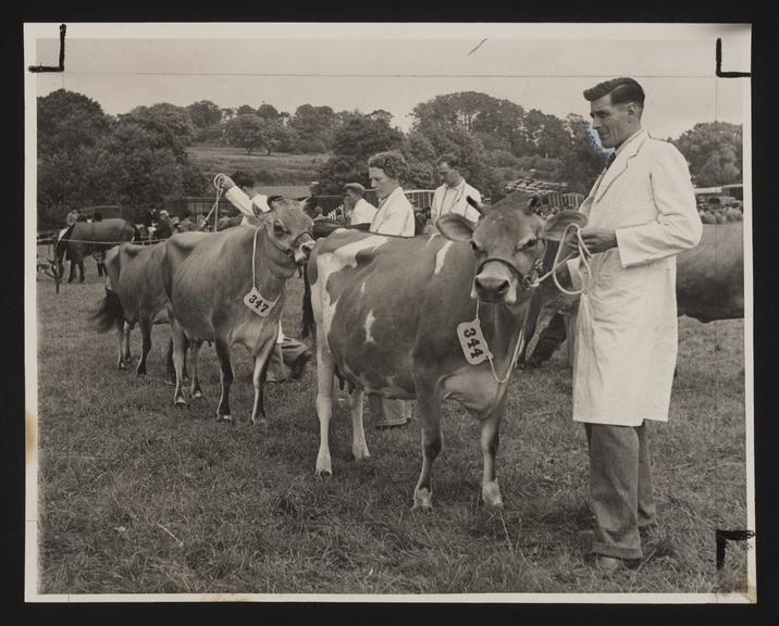 Daily Herald Photograph; Jersey Cows at Agricultural Show