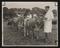 Daily Herald Photograph; Jersey Cows at Agricultural Show