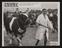 Daily Herald Photograph: Agricultural Show, Ayshire Bull