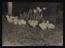 Daily Herald Photograph: Chicks at Sisservernes Farm