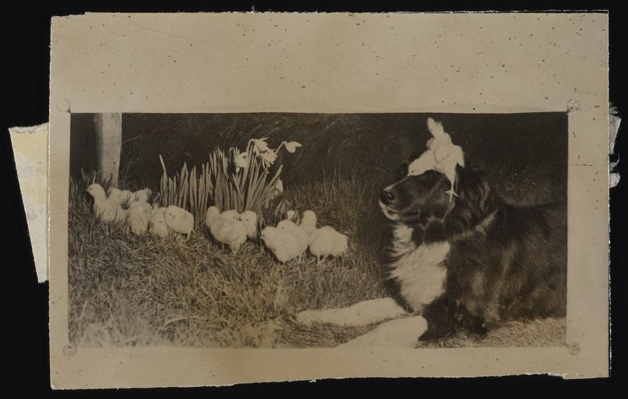 Daily Herald Photograph: Chicks at Sisservernes Farm