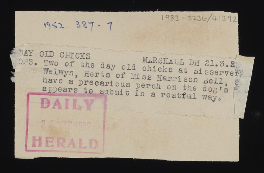 Daily Herald Photograph: Chicks at Sisservernes Farm