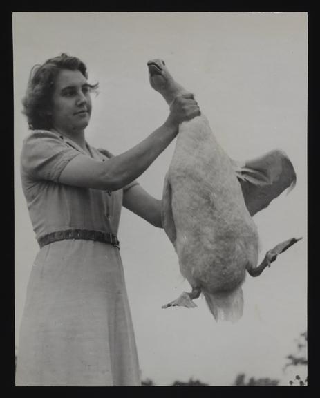 A photographic print of Industry, Agriculture, Poultry - Killed & Plucking