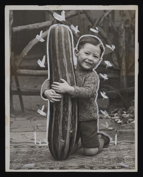 Daily Herald Photograph: Boy holding Giant Marrow
