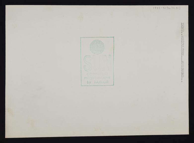 Daily Herald Photograph: Mushroom picking