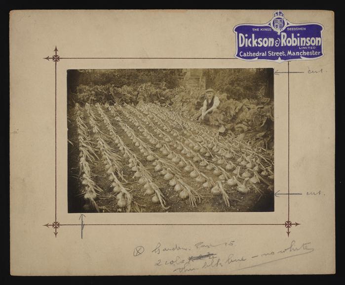 A photographic print of Vegetables - Onions | Science Museum Group