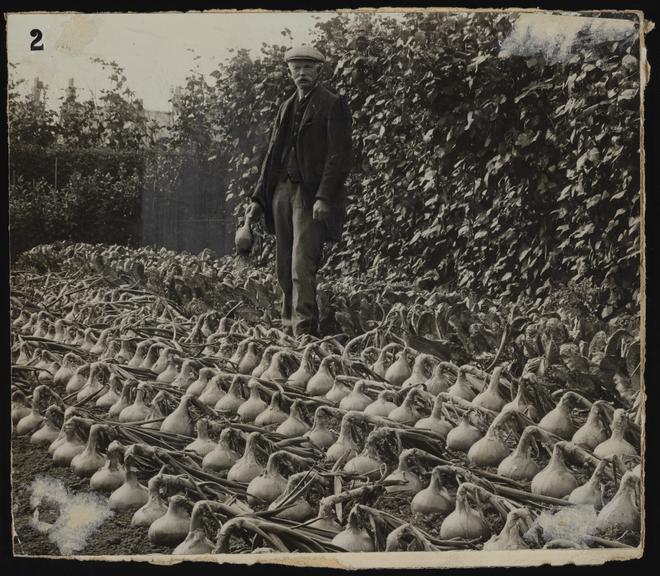 Daily Herald Photograph: Onions
