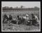 Daily Herald Photograph: Pea gathering