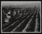 A photographic print of Vegetables - Potatoes