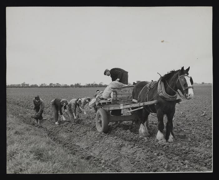 A photographic print of Vegetables - Potatoes