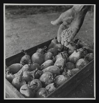 A photographic print of Vegetables - Potatoes | Science Museum Group ...