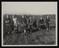 Daily Herald Photograph: Picking potatoes