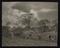 Daily Herald Photograph: Potato harvest