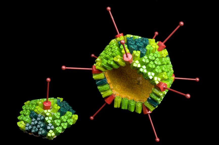 Adenovirus model, magnified three million times