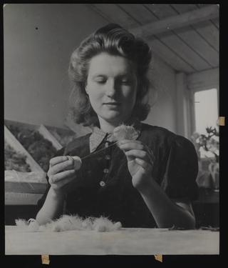 Daily Herald Photograph; Feather Flowers