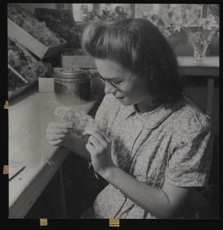 Daily Herald Photograph; Feather Flowers