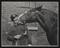 A photographic print of Industry, Fuel & Power - Coal, Pit Ponies