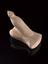 Votive male genitalia, terracotta, Etrusco-Roman, 200BC-200AD