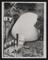 A photographic print of Houses, Post War, Houses - Unusual Designs