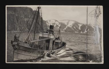 Daily Herald Illustration: Whaling