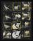 Daily Herald Contact Sheet: Publishing the Daily Herald