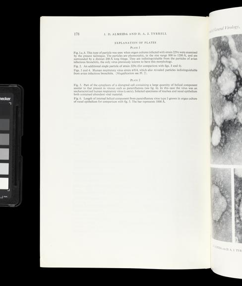 Single paper from a set of papers relating to virus morphology