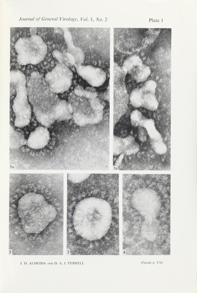 Single paper from a set of papers relating to virus morphology