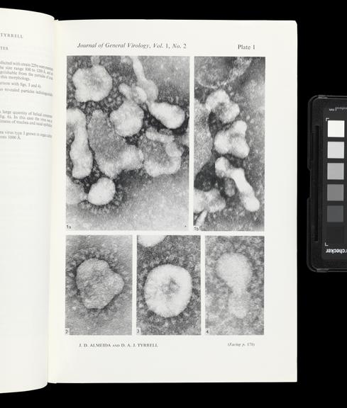 Single paper from a set of papers relating to virus morphology