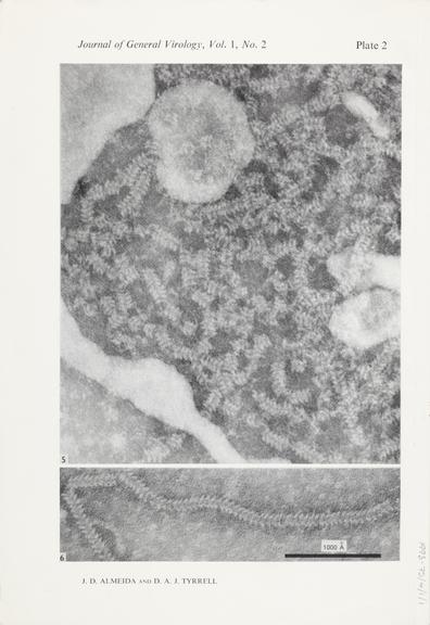 Single paper from a set of papers relating to virus morphology