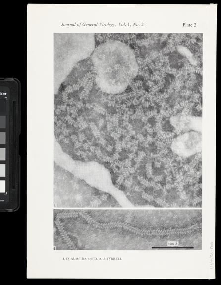 Single paper from a set of papers relating to virus morphology