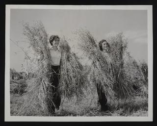 Daily Herald Photograph: Woodhatch farm agricultural camp