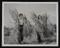 Daily Herald Photograph: Woodhatch farm agricultural camp