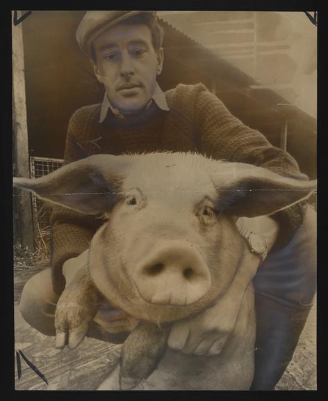 A photographic print of Industry, Agriculture, Pigs