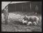 A photographic print of Industry, Agriculture, Pigs