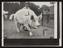 Daily Herald Photograph; Agricultural Show, Large White Pig