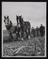 A photographic print of Industry, Agriculture