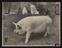 Daily Herald Photograph; Agricultural Show, Champion Sow