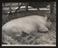 Daily Herald Photograph; Large Pig at Suffolk Agricultural Show