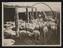 Daily Herald Photograph; Pig Farming