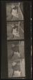 Daily Herald Contact Sheet; Pigs at Smithfield Show