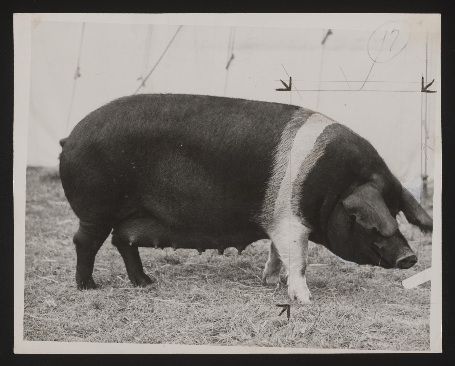 Daily Herald Photograph; Pig Farming | Science Museum Group Collection