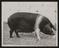 Daily Herald Photograph; Pig Farming