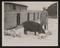 A photographic print of Industry, Agriculture, Pigs