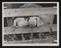 A photographic print of Industry, Agriculture, Pigs
