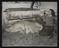 Daily Herald Photograph; Pig Farming