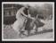 Daily Herald Photograph; Man Riding a Pig