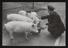 Daily Herald Photograph; Auxiliary Fire Service Rear Pigs